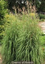 <i>Andropogon gerardii</i> &lsquo;Karl′s Cousin�&rsquo;