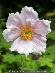 <i>Anemone</i> x <i>hybrida</i> &lsquo;Alice&rsquo;