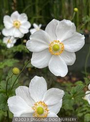 <i>Anemone</i> x <i>hybrida</i> &lsquo;Andrea Atkinson&rsquo;