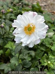<em>Anemone Fantasy</em>  &lsquo;Snow Angel&rsquo;