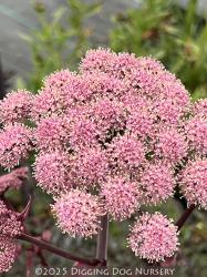 <i>Angelica sylvestris</i> &lsquo;Vicars Mead&rsquo;