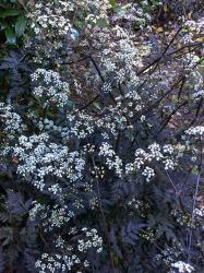 <i>Anthriscus sylvestris</i> &lsquo;Ravenswing&rsquo;