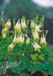 <em>Aquilegia canadensis</em>  &lsquo;Corbett&rsquo;