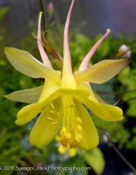 <i>Aquilegia chrysantha</i> &lsquo;Denver Gold&rsquo;