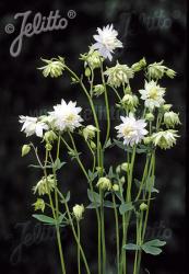 <i>Aquilegia vulgaris</i> var. <i>stellata</i> &lsquo;Green Apples&rsquo;
