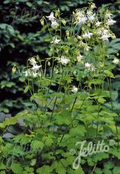 <i>Aquilegia vulgaris</i> &lsquo;Mellow Yellow&rsquo;