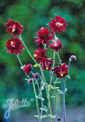 <i>Aquilegia vulgaris plena</i> &lsquo;Ruby Port&rsquo;