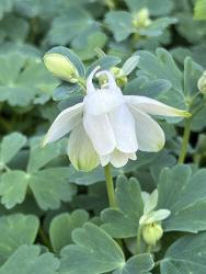 <i>Aquilegia flabellata</i> ssp. <i>f alba</i> ‘White Angel’