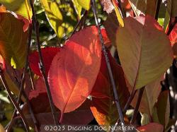 <i>Aronia melanocarpa</i> &lsquo;Viking&rsquo;
