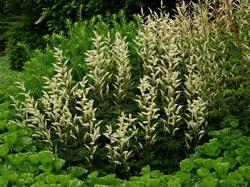 <i>Aruncus aethusifolius</i>