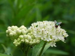 <i>Asclepias incarnata</i> &lsquo;Ice Ballet&rsquo;