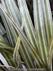 <i>Astelia nivicola</i> ‘Red Gem’