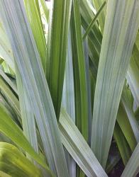 <i>Astelia</i> &lsquo;Silver Shadow&rsquo;