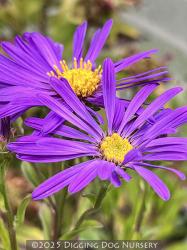 <i>Aster</i> &lsquo;Blue Autumn&rsquo;