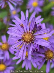 <i>Aster laevis</i> ‘Bluebird’