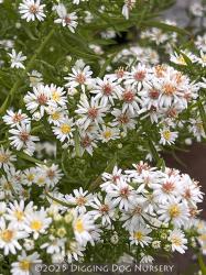 <i>Aster</i> &lsquo;Bridal Veil&rsquo;