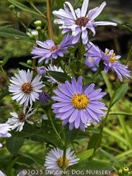 <em>Aster laevis</em>  &lsquo;Climax&rsquo;