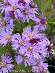 <i>Aster</i> &lsquo;Coombe Fishacre&rsquo;
