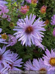 <i>Aster oblongifolius</i> &lsquo;Dream of Beauty&rsquo;