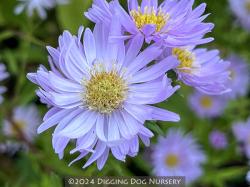 <em>Aster novi-belgii</em>  &lsquo;Fellowship&rsquo;