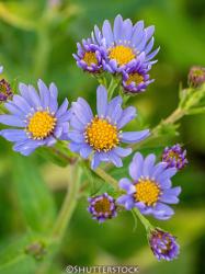 <i>Aster tataricus</i> &lsquo;Jindai&rsquo;