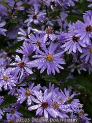 <i>Aster cordifolius</i> &lsquo;Little Carlow&rsquo;