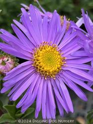 <i>Aster</i> x <i>frikartii</i> &lsquo;Monch&rsquo;