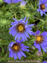 <i>Aster oblongifolius</i> &lsquo;October Skies&rsquo;