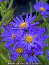 <i>Aster</i> &lsquo;Orpheus&rsquo;