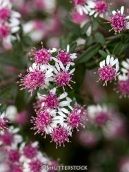 <i>Aster lateriflorus</i> var. <i>horizontalis</i> &lsquo;Prince&rsquo;
