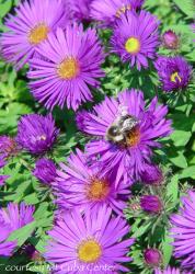 <i>Aster novae-angliae</i> ‘Purple Dome’