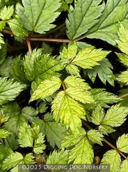 <i>Astilbe chinensis</i> ‘Pumila’