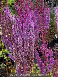 <i>Astilbe chinensis</i> var. <i>taquetii</i> &lsquo;Purpurlanze&rsquo;