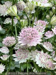 <i>Astrantia major</i> &lsquo;Buckland&rsquo;