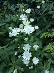 <i>Astrantia major</i> &lsquo;Madeleine Van Bennekom&rsquo;