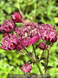 <i>Astrantia major</i> ‘Midnight Owl’