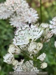 <i>Astrantia major</i> &lsquo;Snow Star&rsquo;