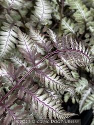 <i>Athyrium niponicum</i> var. <i>pictum</i> &lsquo;Burgundy Lace&rsquo;
