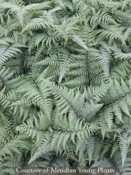 <i>Athyrium</i> ‘Ghost’