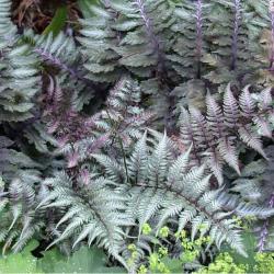 <i>Athyrium niponicum</i> &lsquo;Metallicum&rsquo;