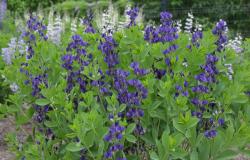 <i>Baptisia</i> &lsquo;Royal Purple&rsquo;