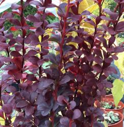 <i>Berberis thunbergii f. atropurpurea</i> &lsquo;Helmond Pillar&rsquo;