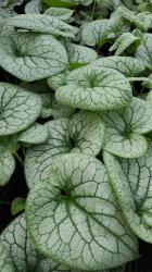 <i>Brunnera macrophylla</i> &lsquo;Alexanders Great&rsquo;