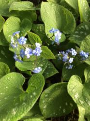 <i>Brunnera macrophylla</i> &lsquo;Silver Wings&rsquo;