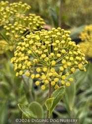 <i>Bupleurum fruticosum</i>