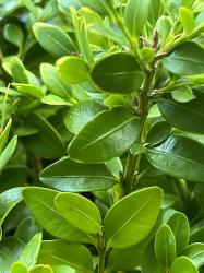 <i>Buxus</i> x &lsquo;Glencoe&rsquo;
