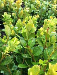 <i>Buxus sinica</i> var. <i>insularis</i> &lsquo;Wintergreen&rsquo;