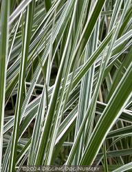 <i>Calamagrostis arundinacea</i> &lsquo;Overdam&rsquo;