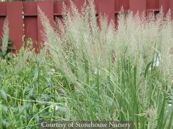 <i>Calamagrostis brachytricha</i>