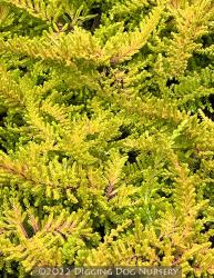 <i>Calluna vulgaris</i> &lsquo;Blazeaway&rsquo;